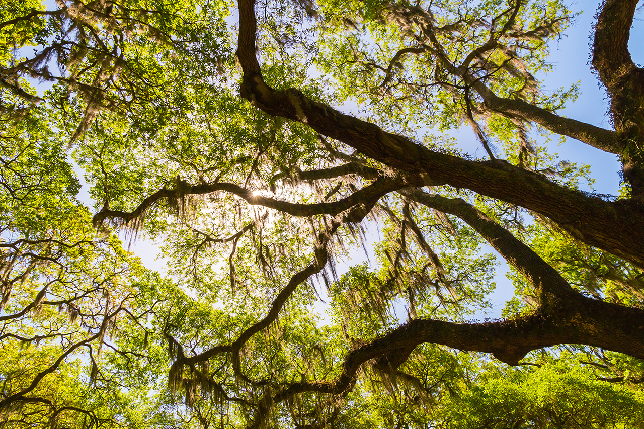 Canopy of old live oak trees draped in spanish moss