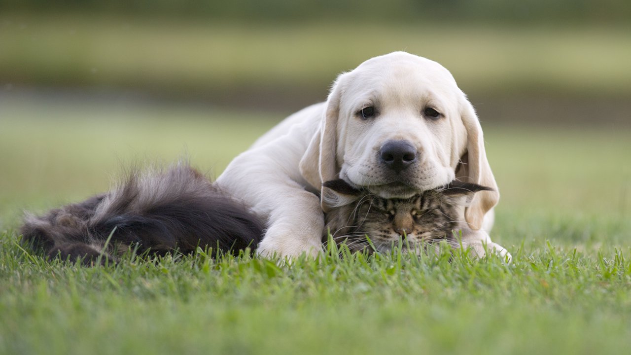 cat-and-dog-friendship
